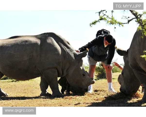 保护犀牛姚明携手共筑生态家园守护珍稀物种的未来